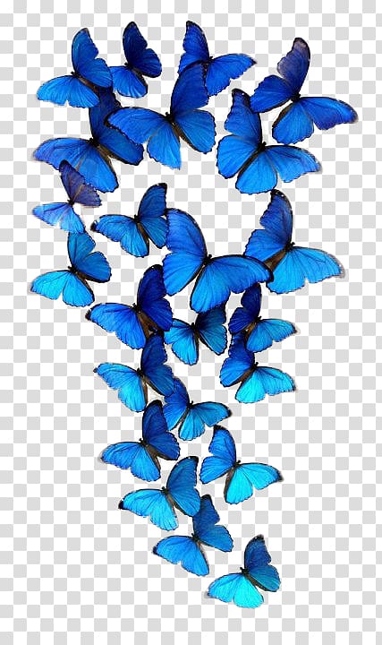 Blue butterflies, Butterfly iPhone 6S, Butterfly group transparent ...