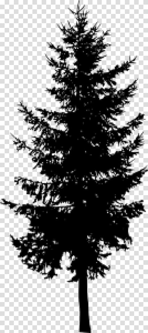 Pine Larch Evergreen Silhouette Tree, Silhouette transparent background PNG clipart
