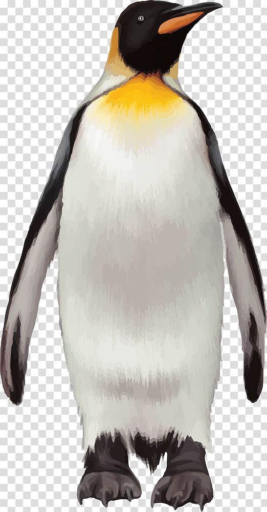white and black penguin , King penguin Bird, penguin transparent background PNG clipart