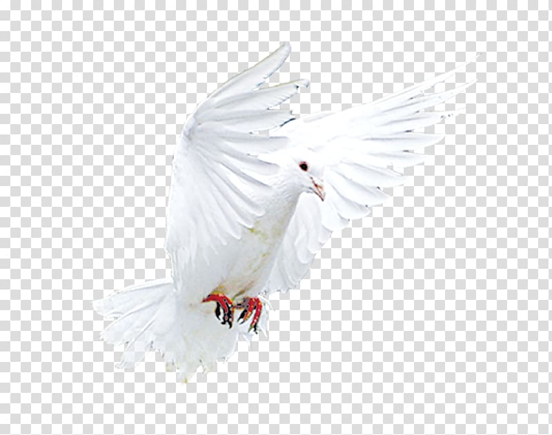 Wing Beak Feather, Flying pigeons transparent background PNG clipart