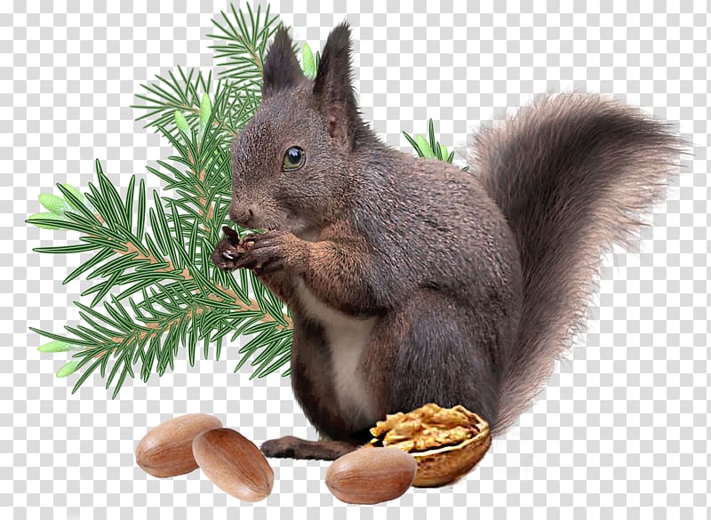 Squirrel Christmas decoration Rodent, squirrel transparent background PNG clipart