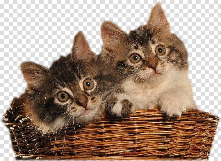 Big cat Kitten Tiger, Cat in the basket transparent background PNG clipart
