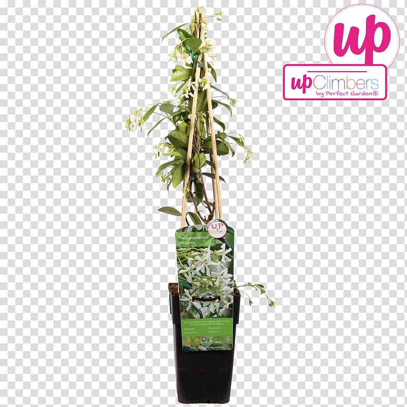 Star jasmine Vine Common ivy Houseplant, others transparent background PNG clipart