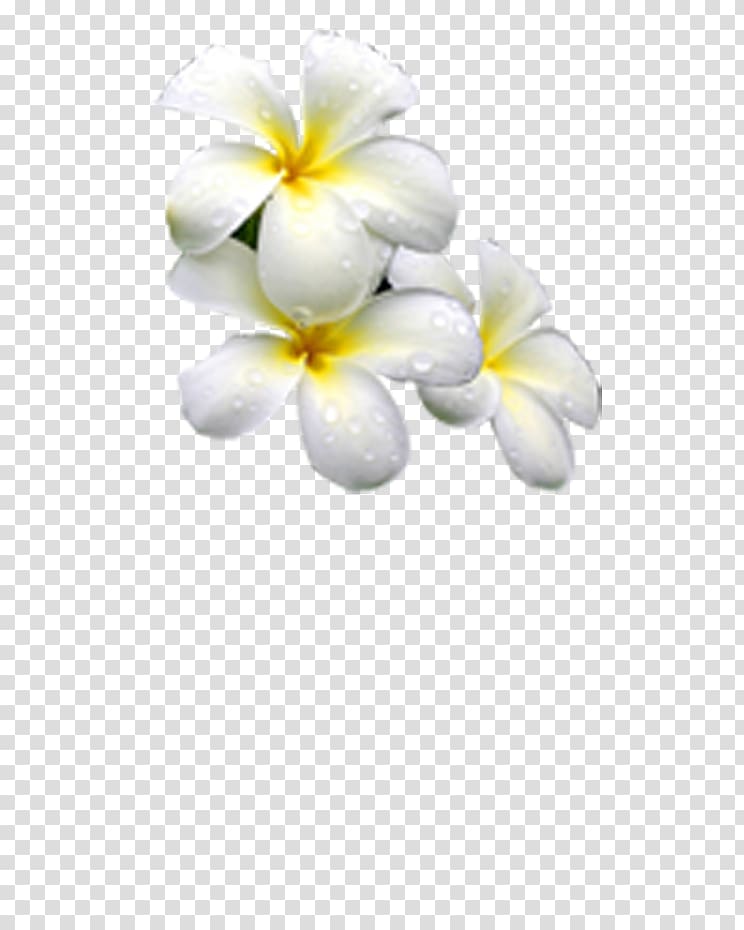 jasmine white transparent background PNG clipart