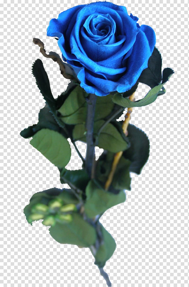 Blue rose Garden roses Centifolia roses Cut flowers, others transparent background PNG clipart