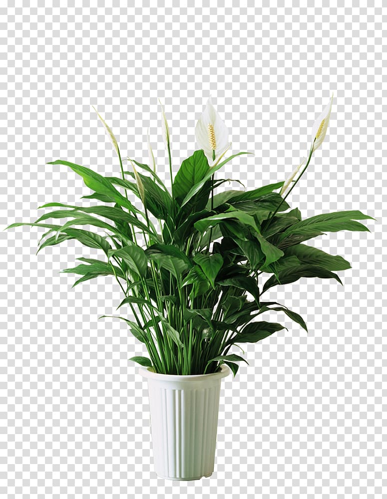 white flowering plant and pot, Spathiphyllum kochii Plant Bedroom Formaldehyde air, Horseshoe green decorative plant material transparent background PNG clipart