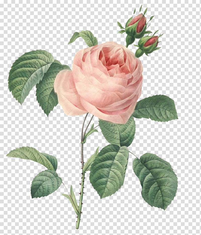 hand-painted watercolor flower rose rose transparent background PNG clipart