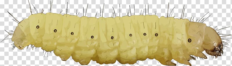 Caterpillar transparent background PNG clipart