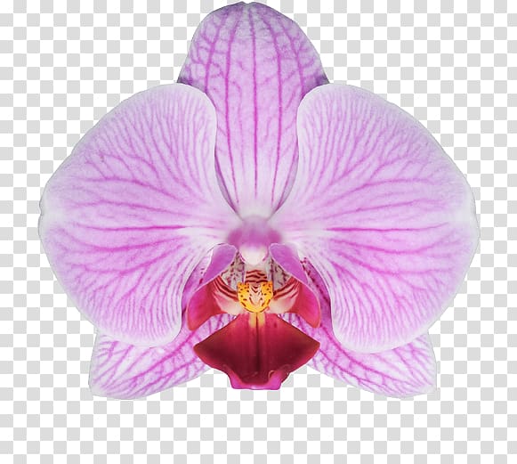 Moth orchids Cattleya orchids Stolk Flora FloraXchange, Orchid leaves transparent background PNG clipart