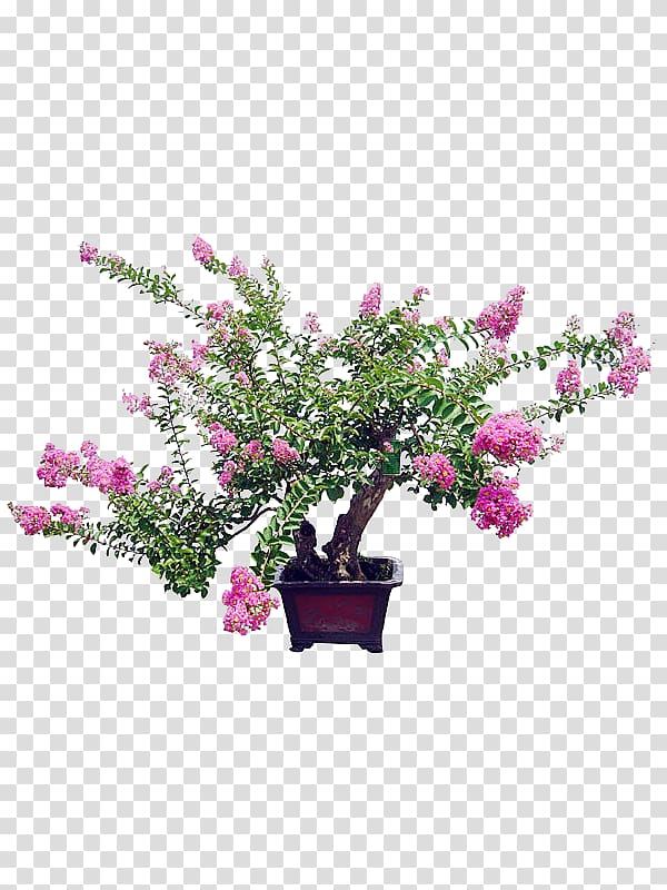 Crepe-myrtle Bonsai Flowerpot Benih macrophanerophytes, tree transparent background PNG clipart
