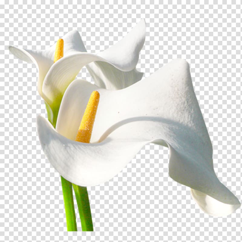 Arum-lily Flower , flor transparent background PNG clipart