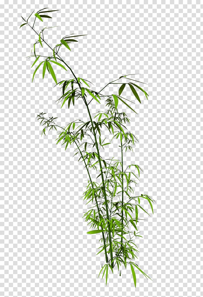 Bamboo CorelDRAW, two transparent background PNG clipart