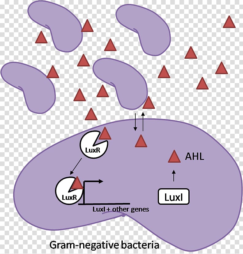 Quorum sensing Gram-negative bacteria Gram-positive bacteria Gram stain, others transparent background PNG clipart