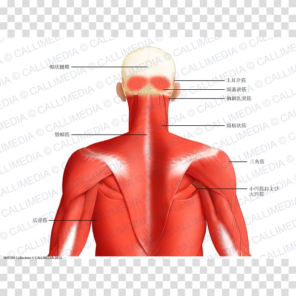 Muscle Posterior triangle of the neck Head and neck anatomy Human body Trapezius, Neck muscle transparent background PNG clipart