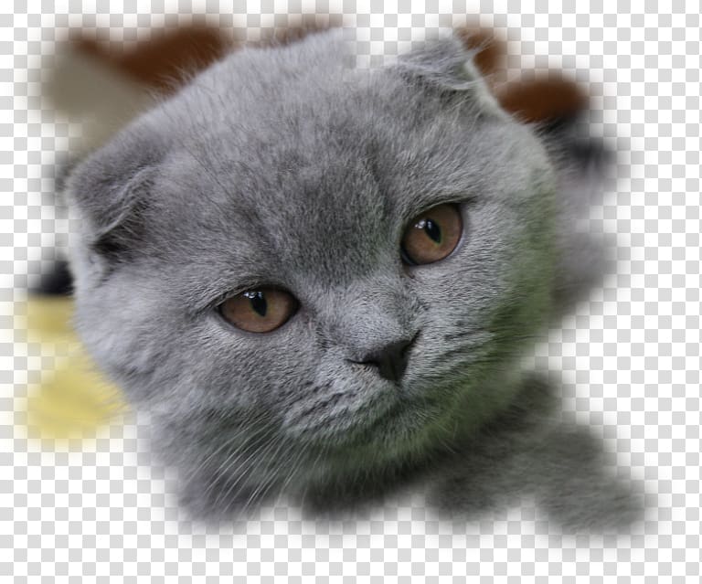 Scottish Fold Russian Blue British Shorthair Siberian cat Kitten, kitten transparent background PNG clipart
