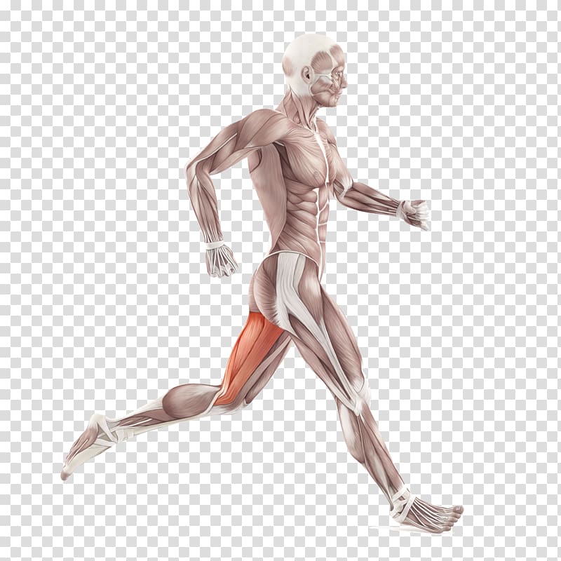 Back pain Iliotibial band syndrome Iliotibial tract Tensor fasciae latae muscle Patellofemoral pain syndrome, others transparent background PNG clipart