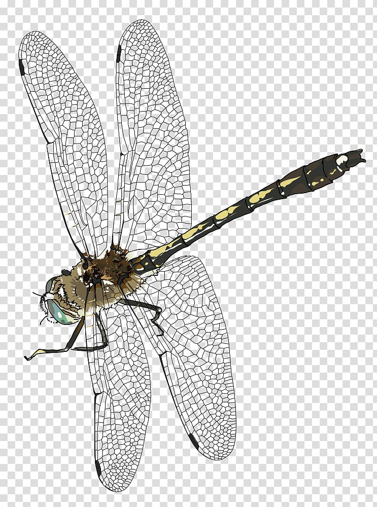 Dragonfly , dragonfly transparent background PNG clipart