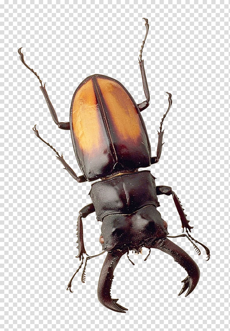 black stag beetle illustration, Japanese rhinoceros beetle Insect, Beetle transparent background PNG clipart