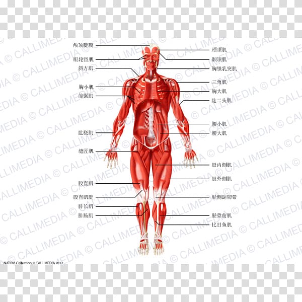 Muscle Homo sapiens Anatomie Physiologie Human anatomy Human body, others transparent background PNG clipart