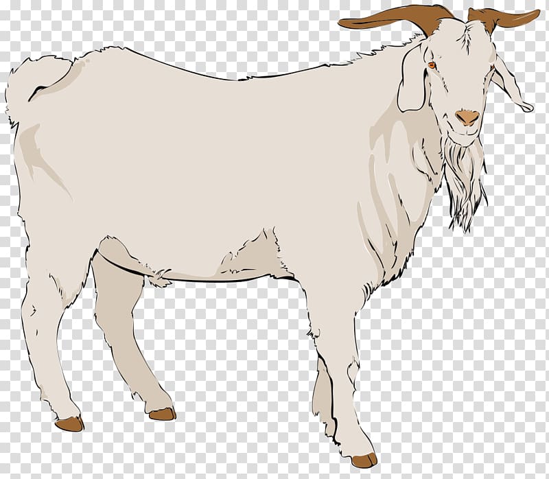 Boer goat Angora goat Pygmy goat Black Bengal goat , Show Goat transparent background PNG clipart