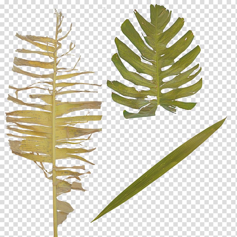 Twig Plant stem Leaf, tropical jungle transparent background PNG clipart