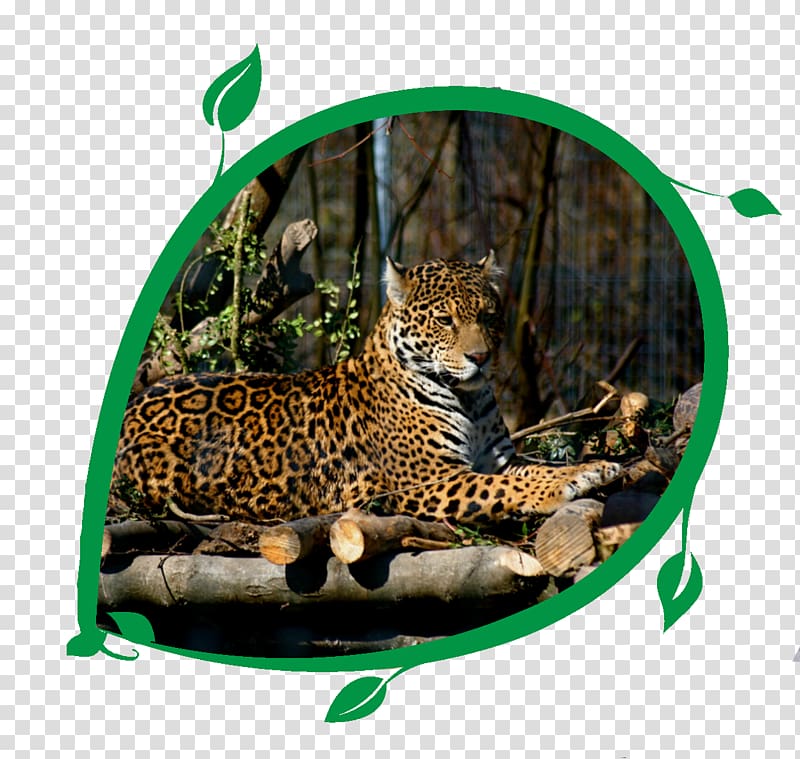 Jaguar Cars Leopard Felidae Cat, jaguar transparent background PNG clipart