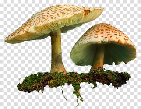 Shiitake Common mushroom , others transparent background PNG clipart