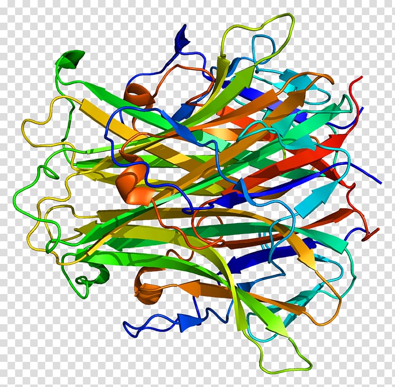 RANKL Denosumab Tumor necrosis factor superfamily NF-κB Osteoprotegerin, others transparent background PNG clipart
