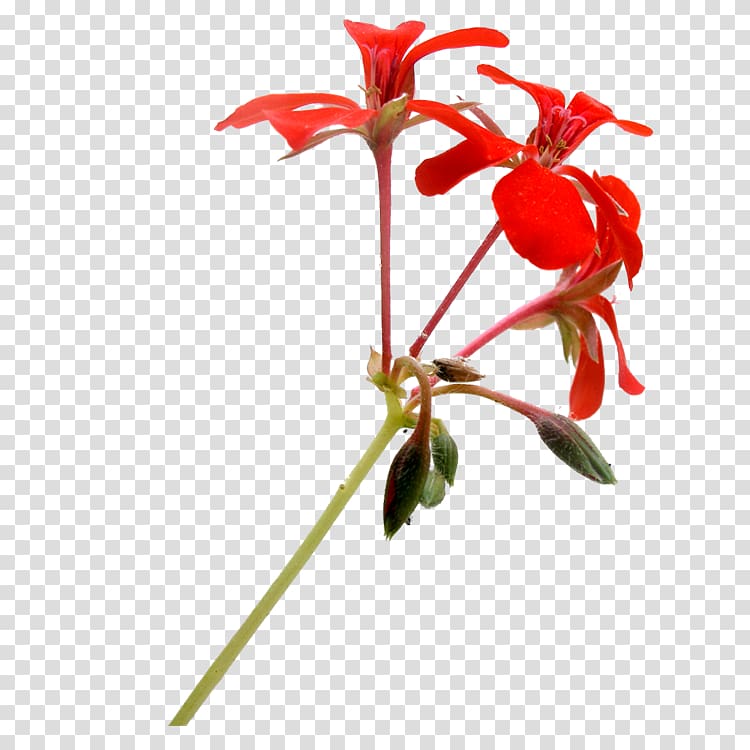 Red Floral design Flower, Red floral decoration pattern transparent background PNG clipart