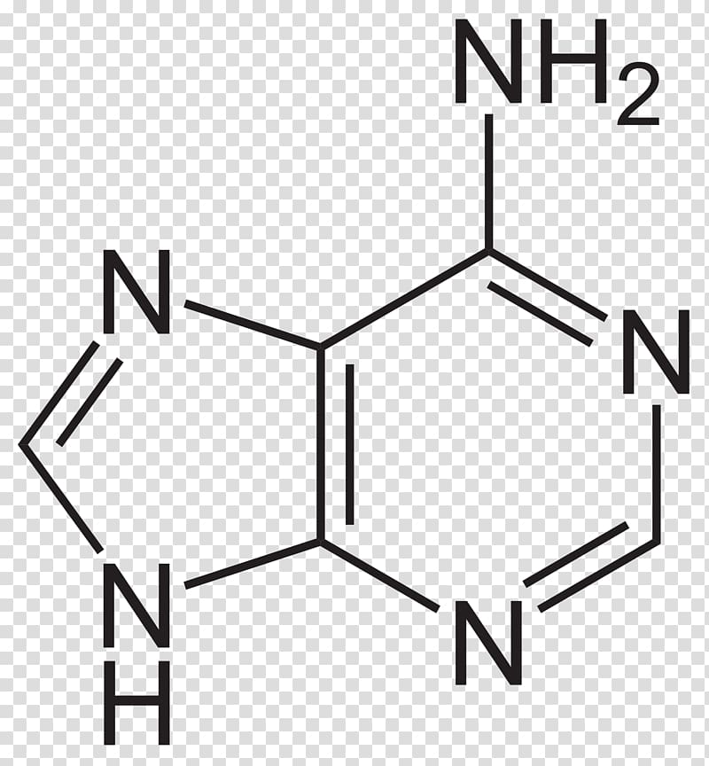 Adenine Nitrogenous base Purine Nucleobase Guanine, rhum transparent background PNG clipart