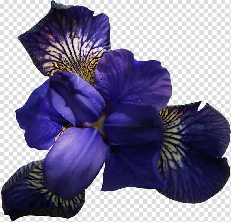 Flower Violet Pansy , Blumen transparent background PNG clipart
