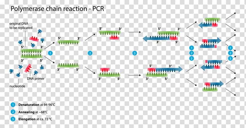 Digital polymerase chain reaction DNA polymerase, hematology transparent background PNG clipart