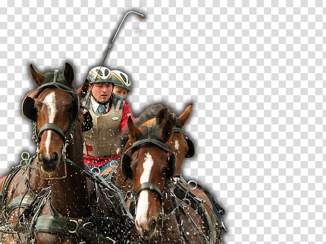 Horse Harnesses Chariot Harness racing, horse transparent background PNG clipart