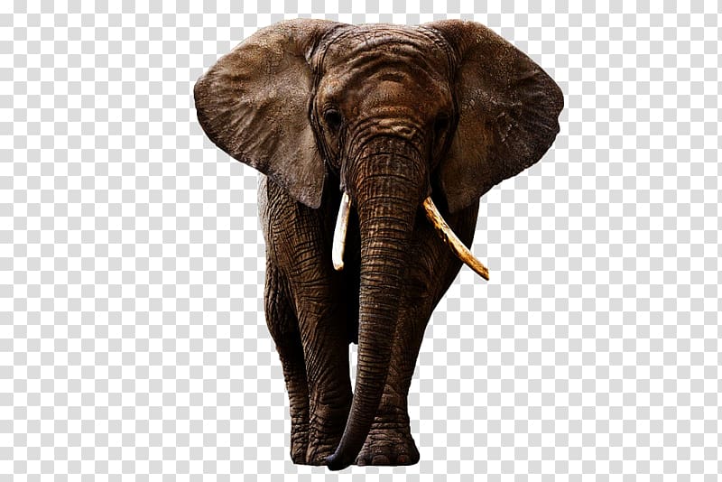brown elephant illustration, Indian elephant African forest elephant, Elephant transparent background PNG clipart