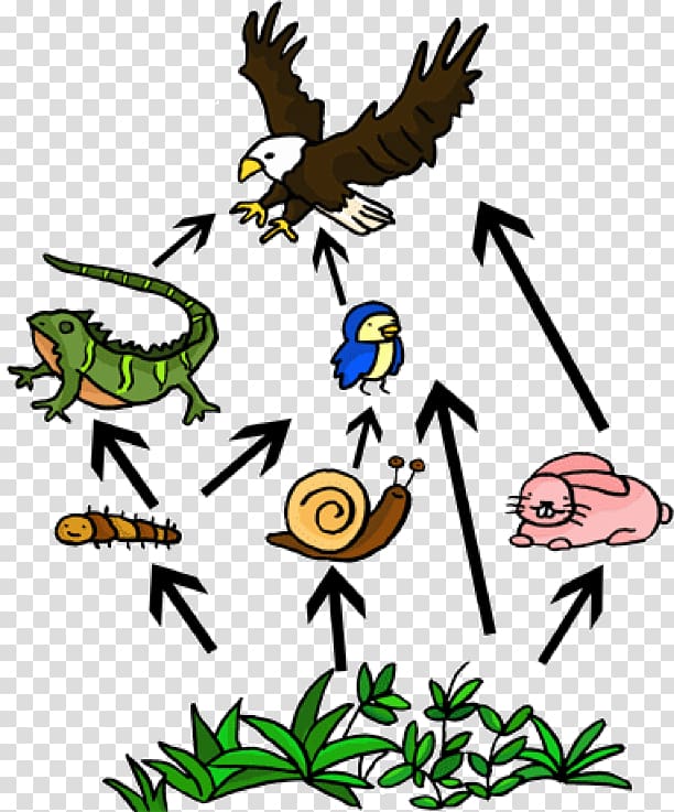 consumers food chain clipart