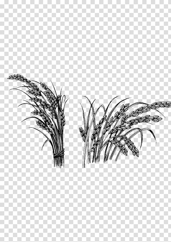 Rice Oryza sativa Crop, Sketch Rice transparent background PNG clipart