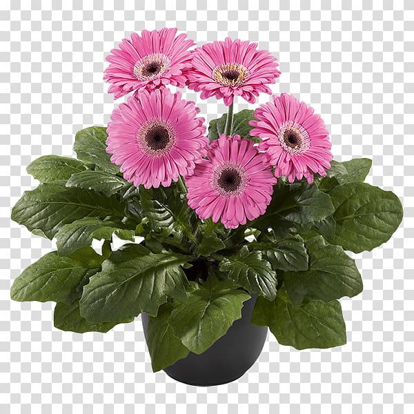 Transvaal daisy Cut flowers Floristry Chrysanthemum, lilac transparent background PNG clipart