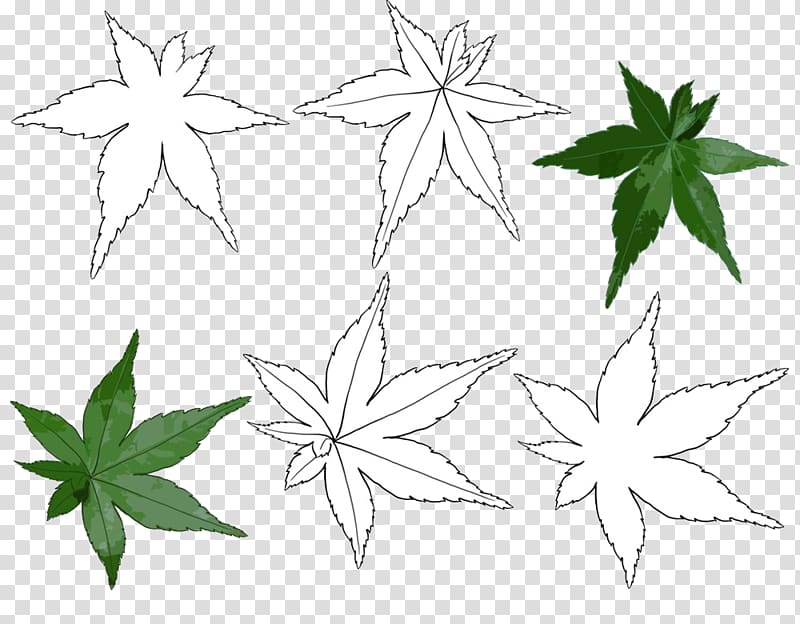 Black and white Maple leaf Line art, Maple Leaf painted simple pen transparent background PNG clipart