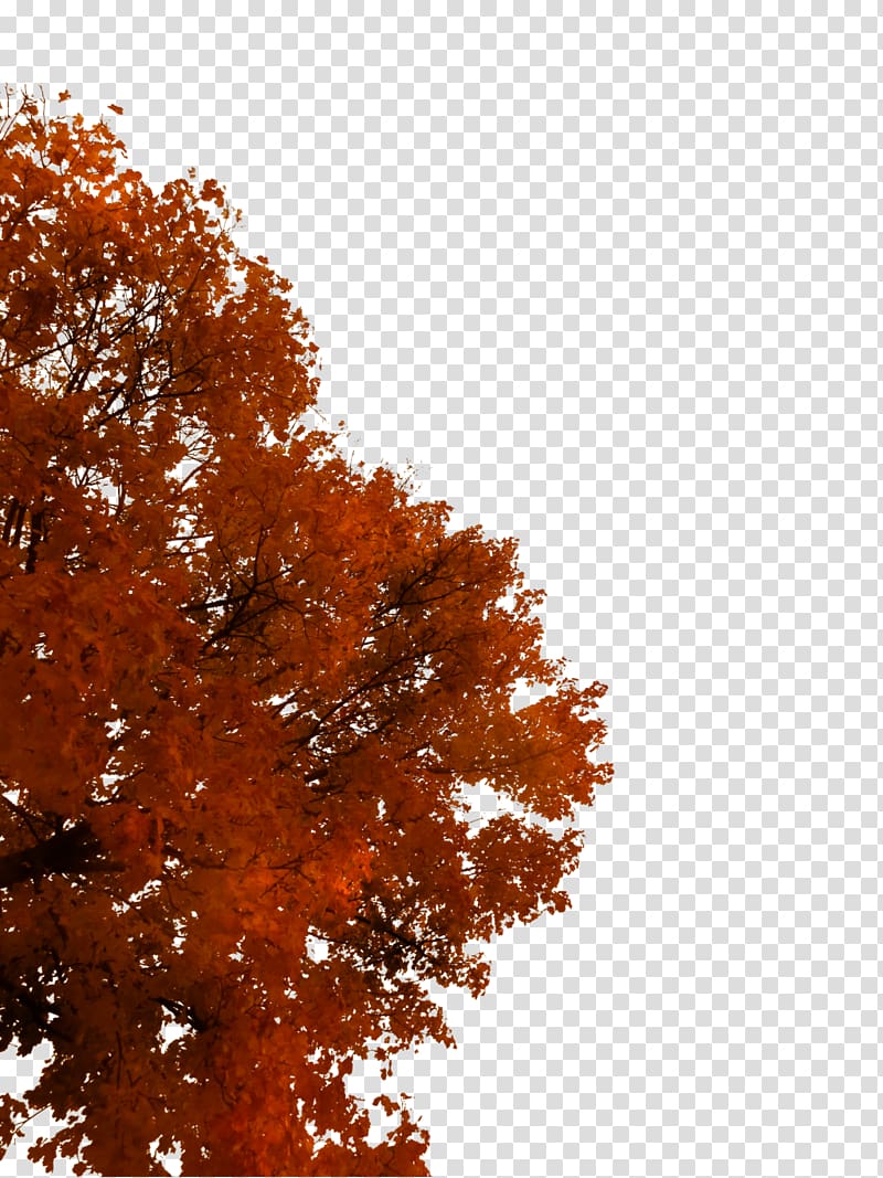 Tree Autumn Branch, fall transparent background PNG clipart