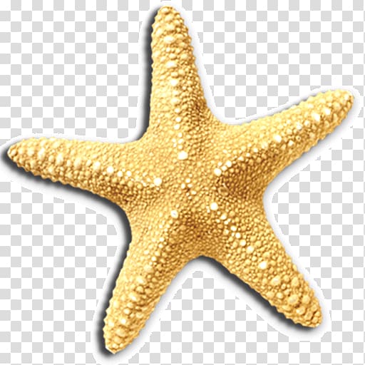 Hartenbos Waterwurm Accommodation Starfish Invertebrate Swimming pool, starfish transparent background PNG clipart