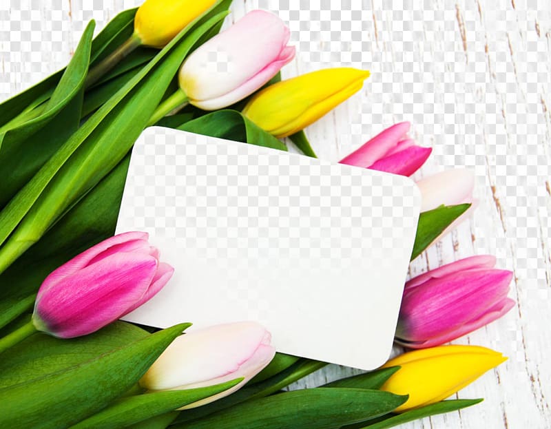 Tulip Flower, Beautiful tulips and a card transparent background PNG clipart
