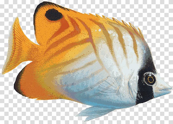 white and orange fish art, Saltwater fish Coral reef fish, fish transparent background PNG clipart