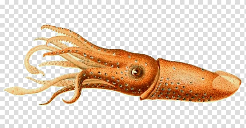 Colossal squid Cephalopod Histioteuthis reversa Invertebrate, squid transparent background PNG clipart