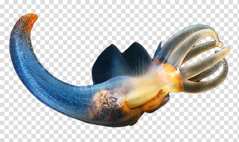 World Ocean Deep sea creature Clione limacina Pteropoda Limacina helicina, sea transparent background PNG clipart