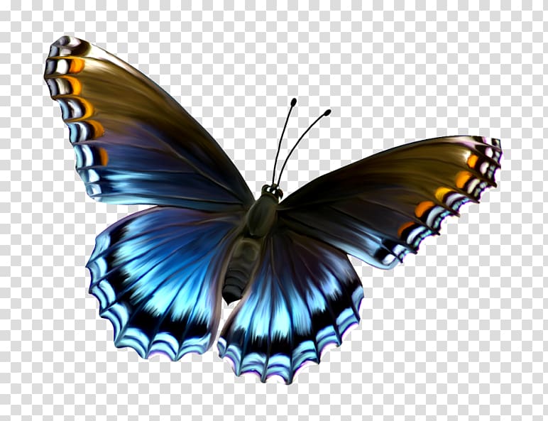 Butterfly , To be a butterfly transparent background PNG clipart