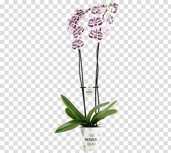 Moth orchids Cut flowers Flowerpot Plant stem, Phalaenopsis transparent background PNG clipart