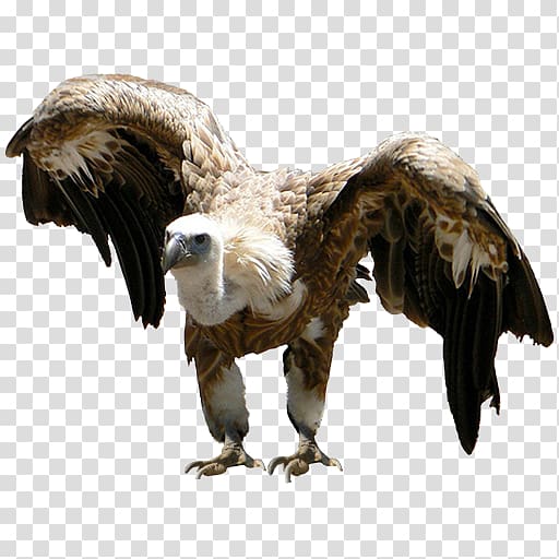 Eagle Vulture Beak Feather Wildlife, eagle transparent background PNG clipart