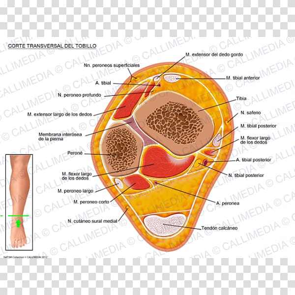 Crus Ankle Human anatomy Transverse plane, Gamba transparent background PNG clipart