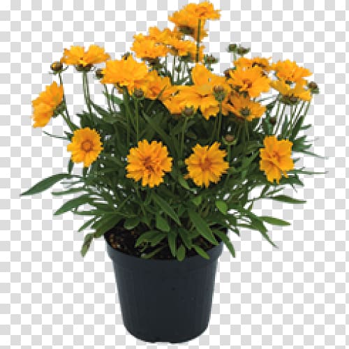 Marguerite daisy Floral design Cut flowers Flowerpot Marigolds, design transparent background PNG clipart