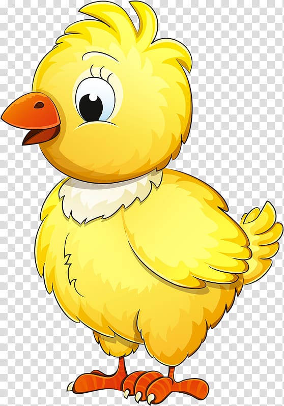 Chicken Drawing Illustration graphics, chicken transparent background PNG clipart